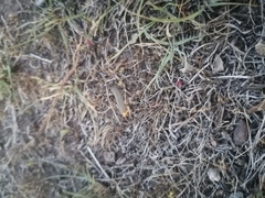 Gnamptonychia ventralis