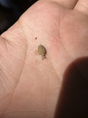 Myrmeleontini