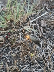 Gnamptonychia ventralis