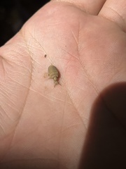 Myrmeleontini