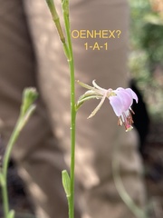 Oenothera hexandra