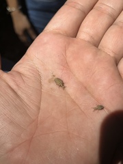 Myrmeleontini