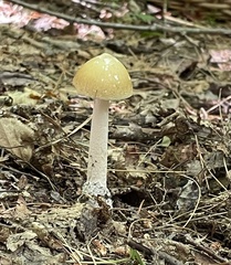 Amanita sinicoflava