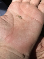 Myrmeleontini
