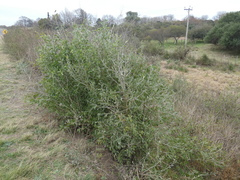 Acanthosyris spinescens