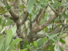 Acanthosyris spinescens