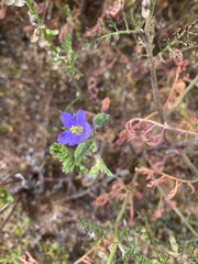 Erodium crinitum