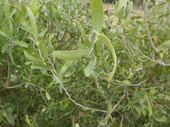 Acanthosyris spinescens