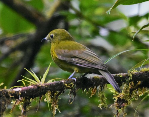 Olivaceous Piha (Snowornis cryptolophus), photo 3