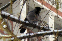Corvus cornix