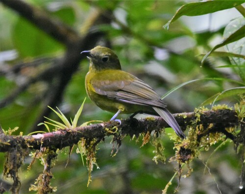 Olivaceous Piha (Snowornis cryptolophus), photo 4