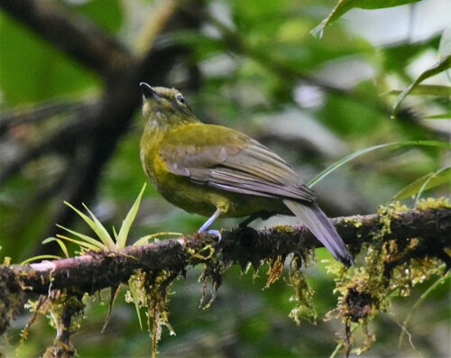 Olivaceous Piha (Snowornis cryptolophus), photo 7
