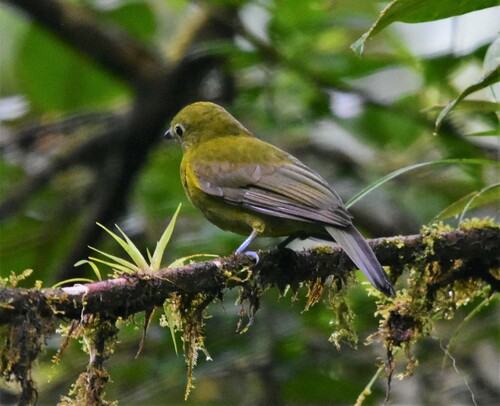 Olivaceous Piha (Snowornis cryptolophus), photo 8