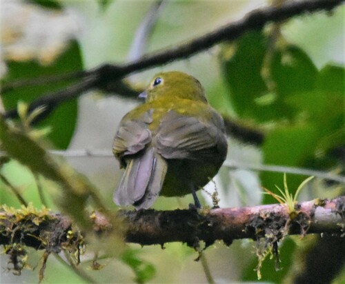 Olivaceous Piha (Snowornis cryptolophus), photo 9