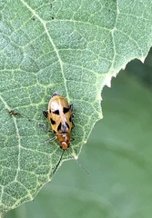 Systena nigroplagiata