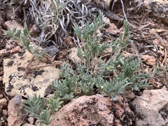 Astragalus zionis