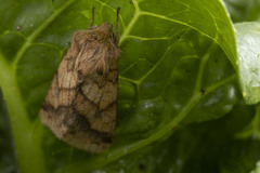 Pyrrhia