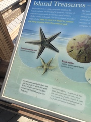 Astropecten duplicatus