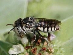 Coelioxys coturnix
