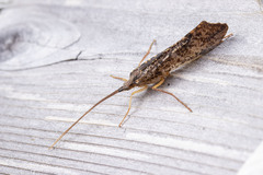 Nemotaulius