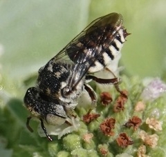Coelioxys coturnix