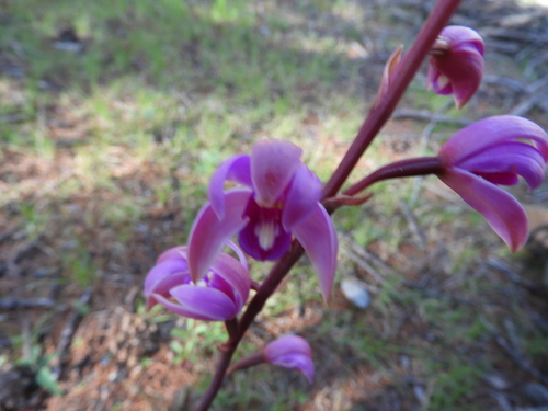 Image of Bletia mexicana by (c) Leticia Jiménez Hernández, some rights reserved (CC BY-SA)