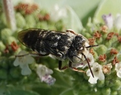 Coelioxys coturnix
