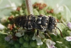 Coelioxys coturnix