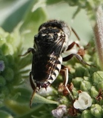 Coelioxys coturnix
