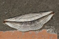 Arcobara tergeminaria