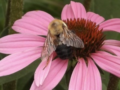 Bombus griseocollis