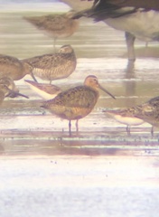 Limnodromus griseus hendersoni