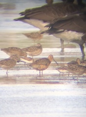 Limnodromus griseus hendersoni