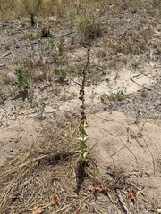 Penstemon murrayanus