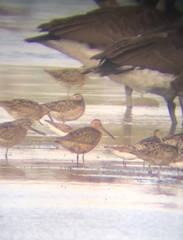 Limnodromus griseus hendersoni