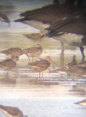 Limnodromus griseus hendersoni