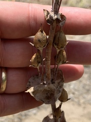 Penstemon murrayanus