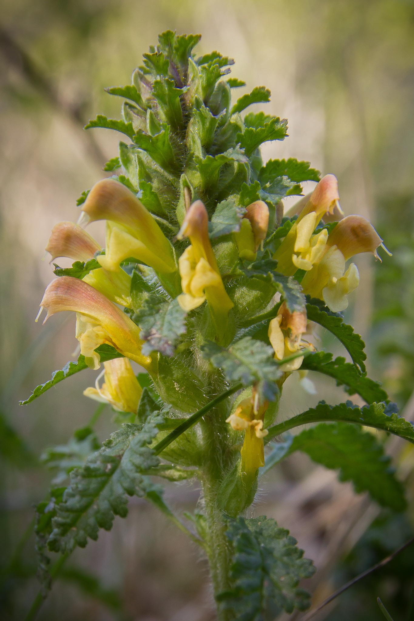 Pedicularis canadensis
