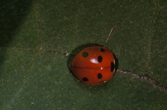 Coccinella septempunctata