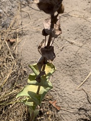 Penstemon murrayanus