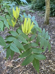 Platycarya