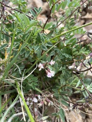 Astragalus robbinsii