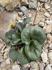 Senecio soldanella