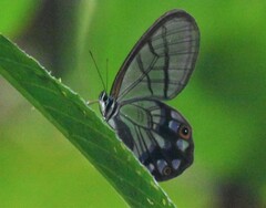 Pseudohaetera mimica