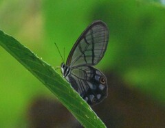 Pseudohaetera mimica