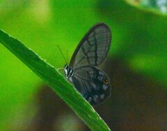 Pseudohaetera mimica