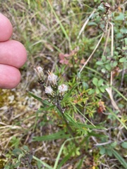 Saussurea angustifolia