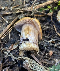 Cortinarius subolivascens
