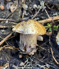 Cortinarius subolivascens