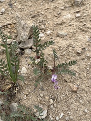 Astragalus molybdenus